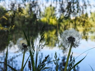 Dandelions in a field, in a garden, against the background of water, in the shade and in the sun, dandelion seeds on a stem, dandelion parachutes