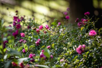 Fototapeta premium flowers in the garden