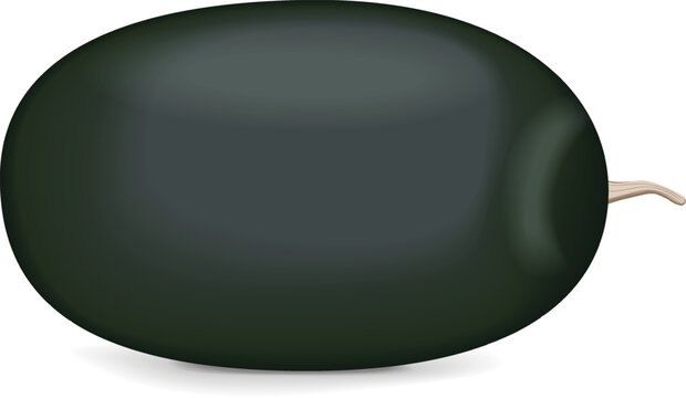 Kiran Watermelons. Ice-box Watermelon. Citrullus lanatus. Fruits and vegetables. Isolated vector illustration.