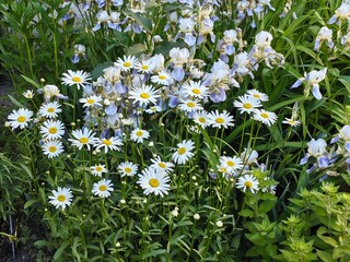 Beautiful daisies in the garden, white daisies in a field
