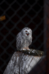 great horned owl