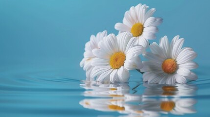 A serene display of white daisies gently floating on water, showcasing their pristine beauty and reflections, conveying peace and harmony in nature.