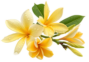 Beautiful yellow plumeria flowers with dew drops in a close up floral arrangement nature photography