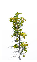Christ's-thorn (Paliurus spina-christi), a thorny Mediterranean shrub, is revered as a symbol and potent amulet against the evil eye.