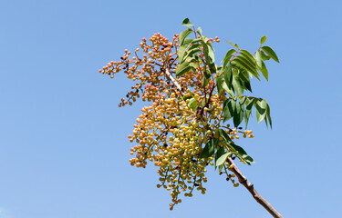 Terebinth nuts: Mediterranean scrubland's king. Its pistachios make healthy coffee, a natural beauty and monument of health.