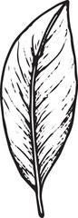 Fototapeta premium A hand-drawn sketch of a tropical leaf with unique cutouts and detailed textures. Perfect for botanical art, tropical designs, nature-inspired decor, greeting cards, wallpapers, and patterns in textil