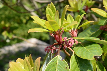 Various stages of Ilex rotunda showing leaves, young shoots, fruits, and seasonal foliage,...