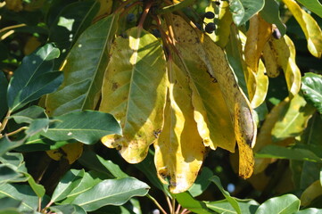 Various stages of Ilex rotunda showing leaves, young shoots, fruits, and seasonal foliage,...