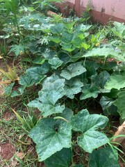 green leaves in the garden.Pumpkin plant