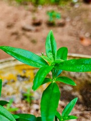 green leaves and natural background