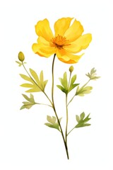 Obraz premium Yellow forsythai flower illustration watercolor design.
