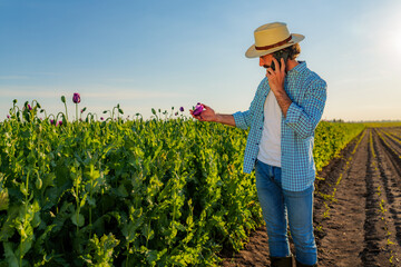 Agricultural worker inspects the growth of opium poppies in a field, holding a flower and...