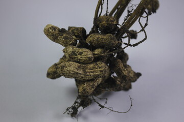 peanuts still attached to the tree