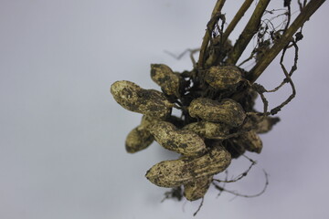 peanuts still attached to the tree