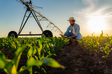 Farmer crouching in a field of young corn plants at sunset, using a digital tablet to monitor crop...