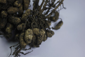 peanuts still attached to the tree