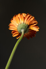 Close-up of an Orange Gerbera Daisy Flower