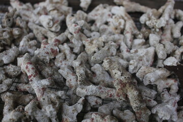 Ginger coral is useful as a filtration for fish ponds