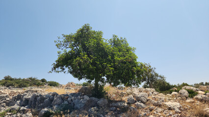For rocky Mediterranean coasts, the Carob tree symbolizes nourishing people since ancient times...