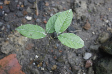 Longan seeds starting to grow
