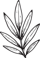 Obraz premium A hand-drawn sketch of a tropical palm frond with detailed, elongated leaflets, ideal for botanical art, nature-inspired designs, tropical decor, greeting cards, wallpapers, and patterns in textiles o