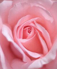 Delicate light pink rose bg. Tender spring flow. The aroma of cherry blossoms.