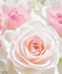 Delicate light pink rose bg. Tender spring flow. The aroma of cherry blossoms.