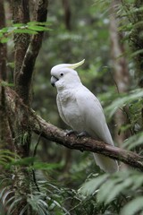 Elegant Sulphur-Crested Cockatoo Perched on Branch in Lush Forest, Symbolizing Wildlife Conservation and Natural Beauty : Generative AI