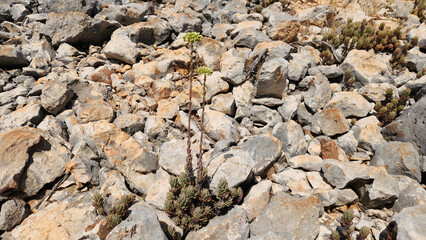 Petrosedum sediforme, or Pale Stonecrop, thrives among hot stones in summer. This resilient succulent adorns Mediterranean landscapes, proving beauty can endure harsh conditions