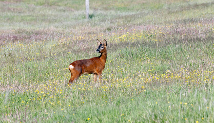 Male roe deer among wild flowers © Stephen
