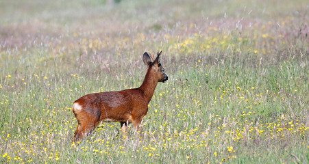 Male roe deer among wild flowers