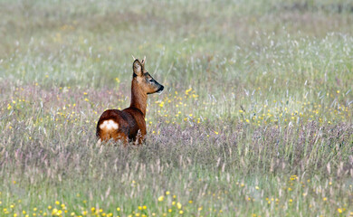 Male roe deer among wild flowers © Stephen