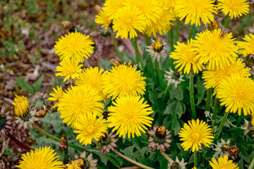A flower field in early summer.