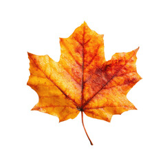 Captivating Autumn Leaf Displaying Vibrant Seasonal Changes