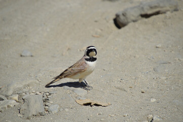 Desert Wheatear Bird in High Altitude regions
