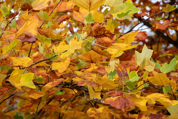 Colorful autumn leaves on the tree