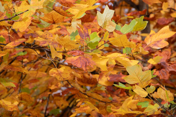 Colorful autumn leaves on the tree