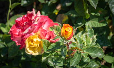 rose flowers. rosebud. orange and pink flowers.