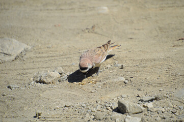 Desert Wheatear Bird in High Altitude regions