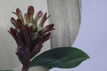 Bitter ginger or ginger lily or zingiber zerumbet.