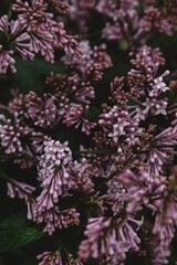 pink and white lilac flowers