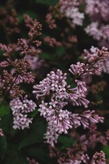 pink and white flowers