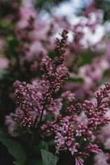 pink flowers in the garden
