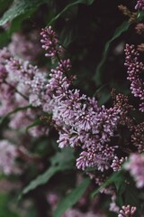 lilac flowers in the garden