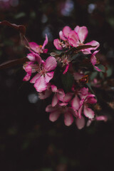 pink flowers