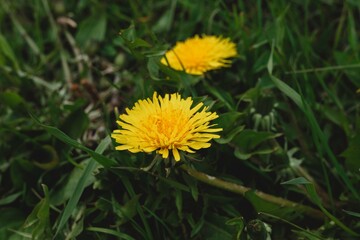 yellow dandelion flower
