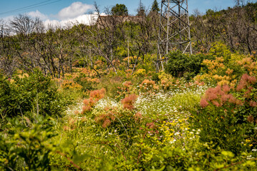 Vibrant Undergrowth And Bare Trees In Summer Landscape: Colorful Green And Pink Bushes Flourishing...