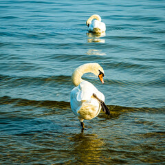 tanzender Schwan