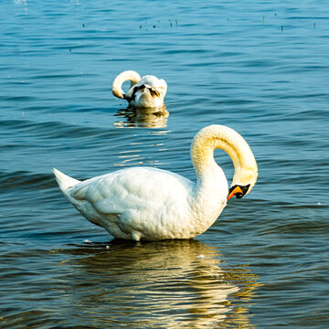 Putzender Schwan im Bodensee
