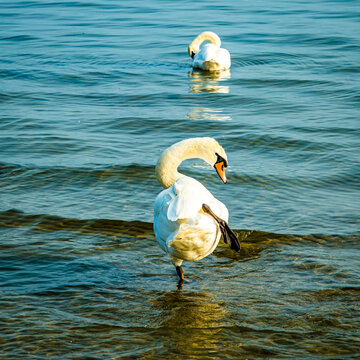 tanzender Schwan